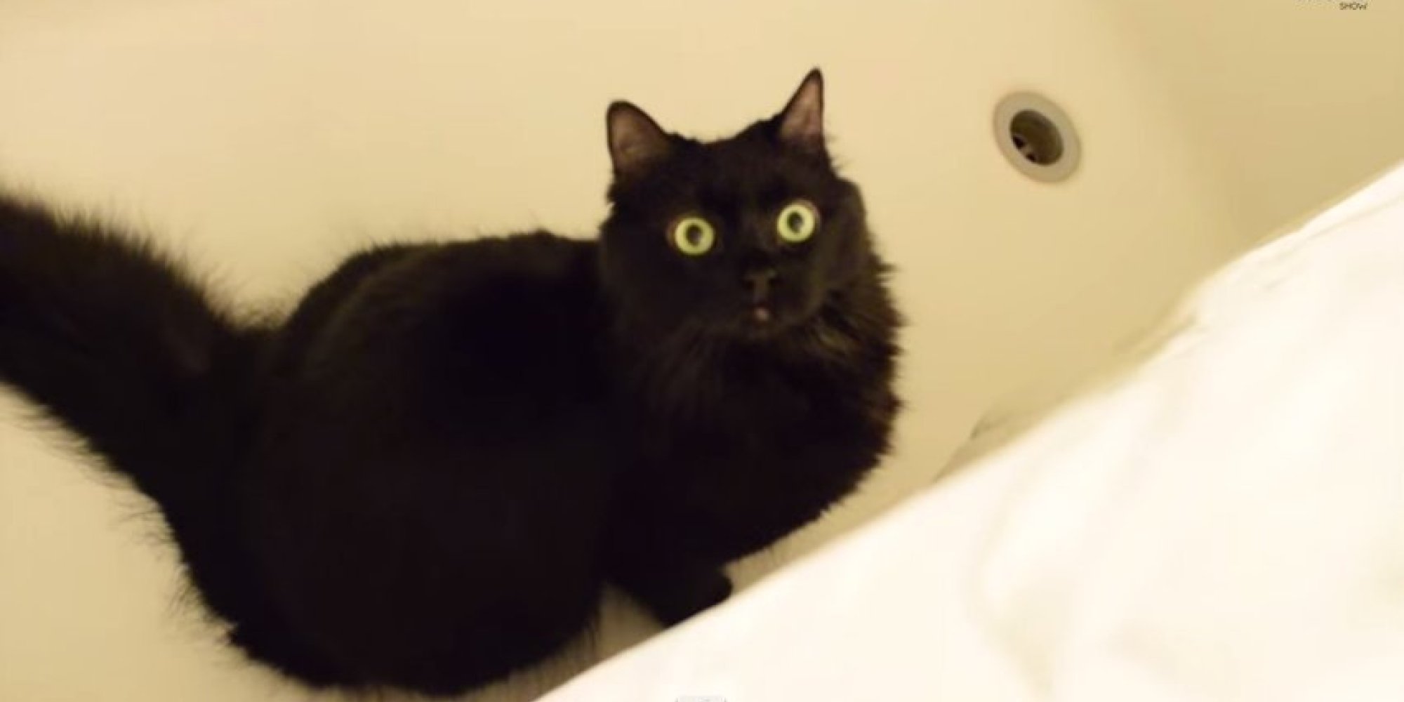 Eight Ways Your Cat Is Trying To Kill You HuffPost UK