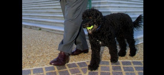 Ted Kennedy Dog Splash