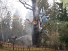 Fire Damages 750-Year-Old Oak Tree In Poland