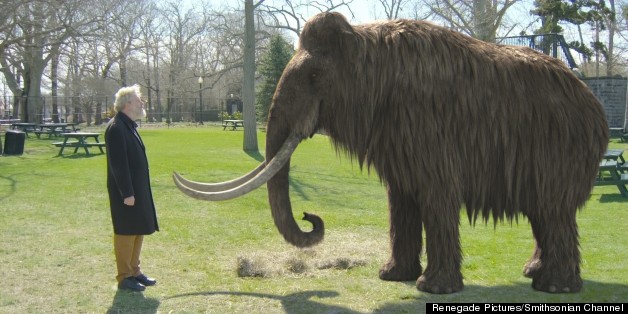 'Buttercup' Blood Brings Cloning Effort One Step Closer