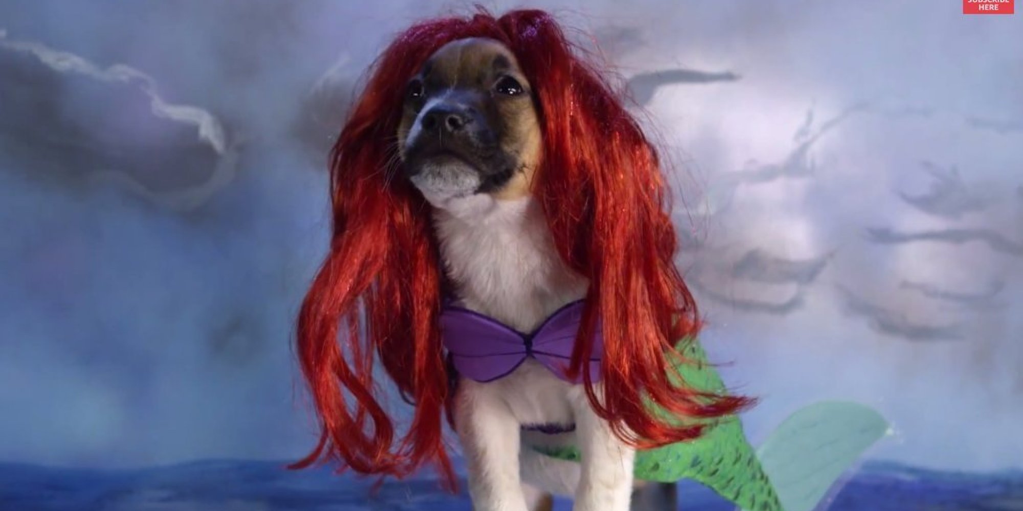 disney puppies the undeniable cuteness that is puppies wearing disney costumes in motion disney puppies the undeniable cuteness that is puppies wearing disney costumes in motion