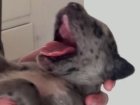 Newborn Puppy Yawning Is The Most Precious Case Of Drowsiness You'll See