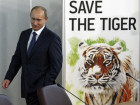 Putin's Tiger Suspected Of Going On Goat-Killing Spree In China