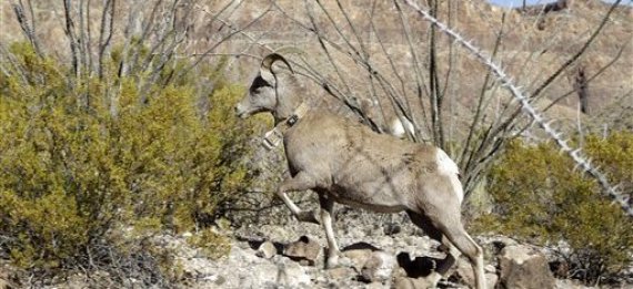 Baby Bighorn
