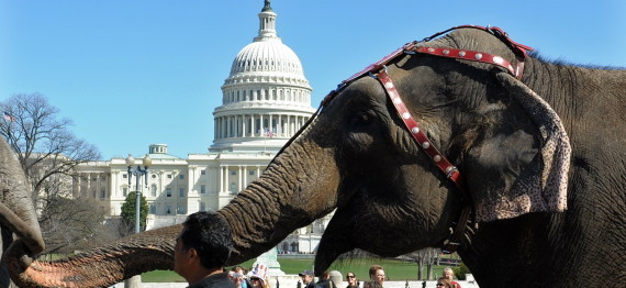 Republican Senate Candidates 2012