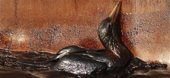 Gulf Oil Spill