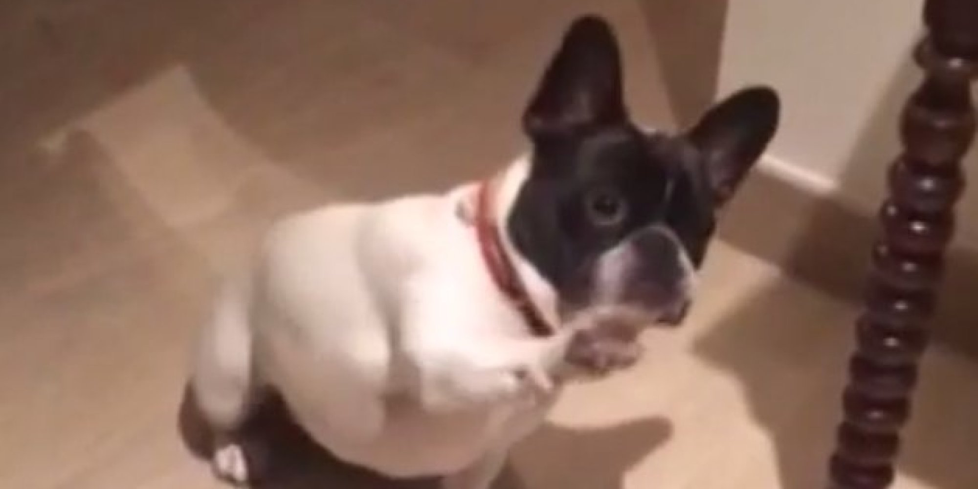 El "perro facha" que ha hecho reír a Pablo Iglesias (VÍDEO)