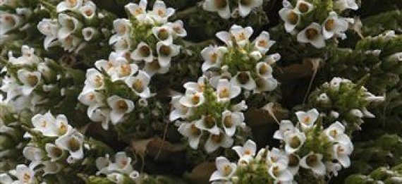 Bolivia Rare Plant