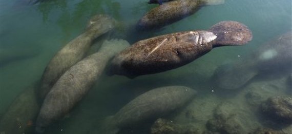Cold Manatees