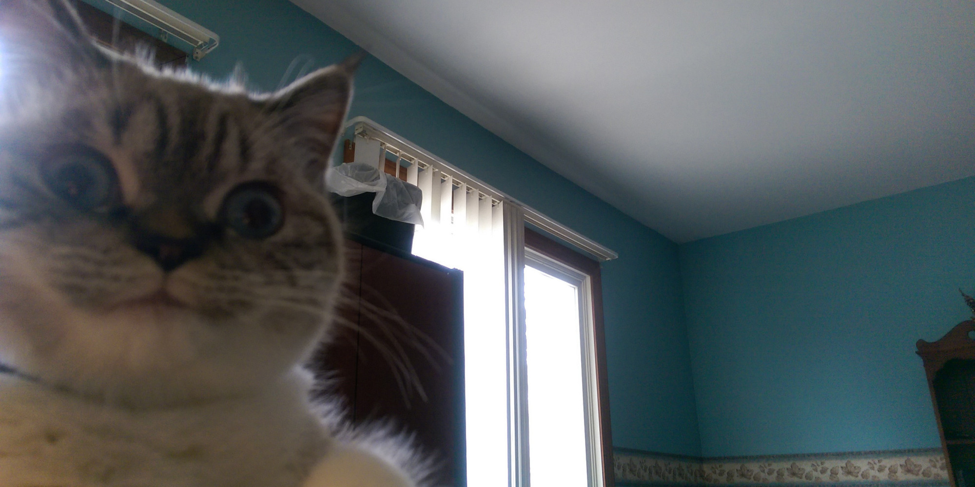 This Cat Looks Insane HuffPost