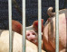 Des traitements barbares réservés aux animaux des abattoirs