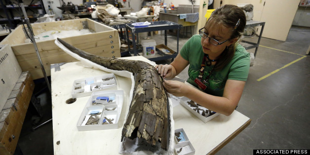 Mastodon Bones Hold Clues To Ancient Warming Of Earth