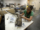 Colorado Mastodon Bones Show Ancient Warmer Earth