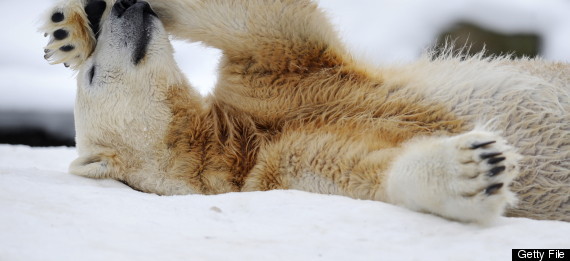 Polar Bear