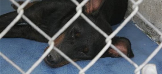 Vick Dog