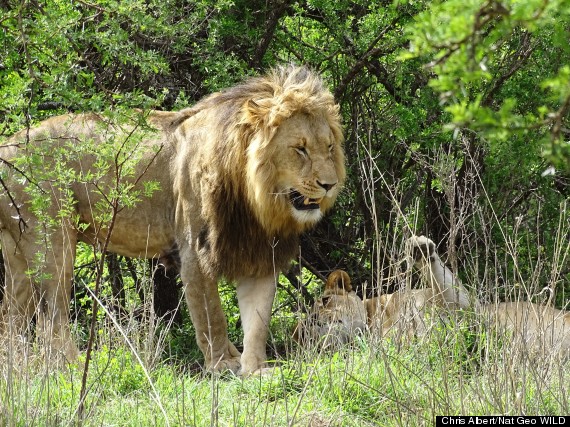 male lion