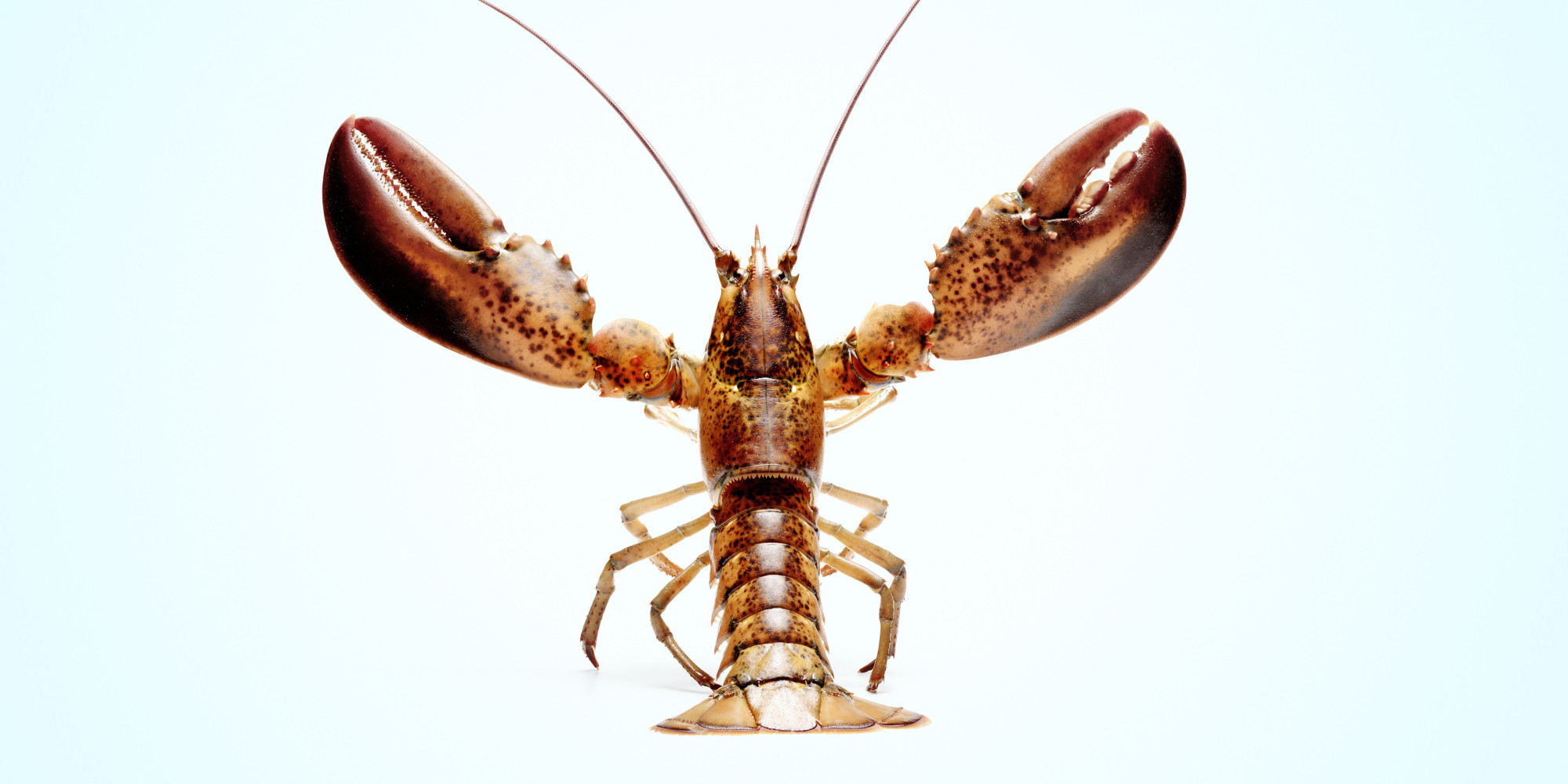 American Lobsters Found Off Yorkshire Coast After Being 'Freed' By