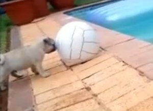 Puppy Vs Ball