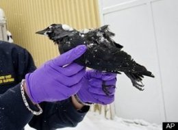 Sweden Dead Birds