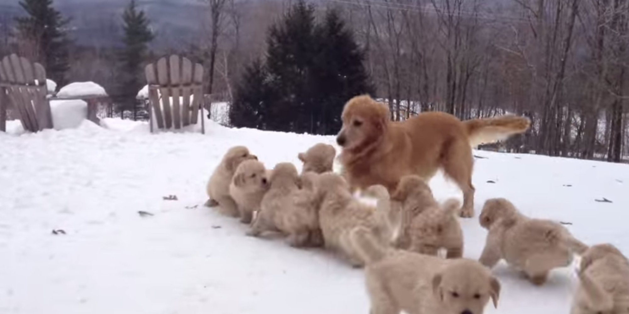 This Video Of A Golden Retriever Playing With Her Puppies In The Snow