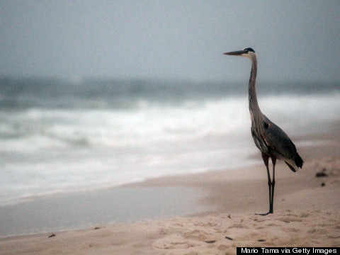 Oil From Gulf Spill Trapped In Alabama Beaches, Study Finds