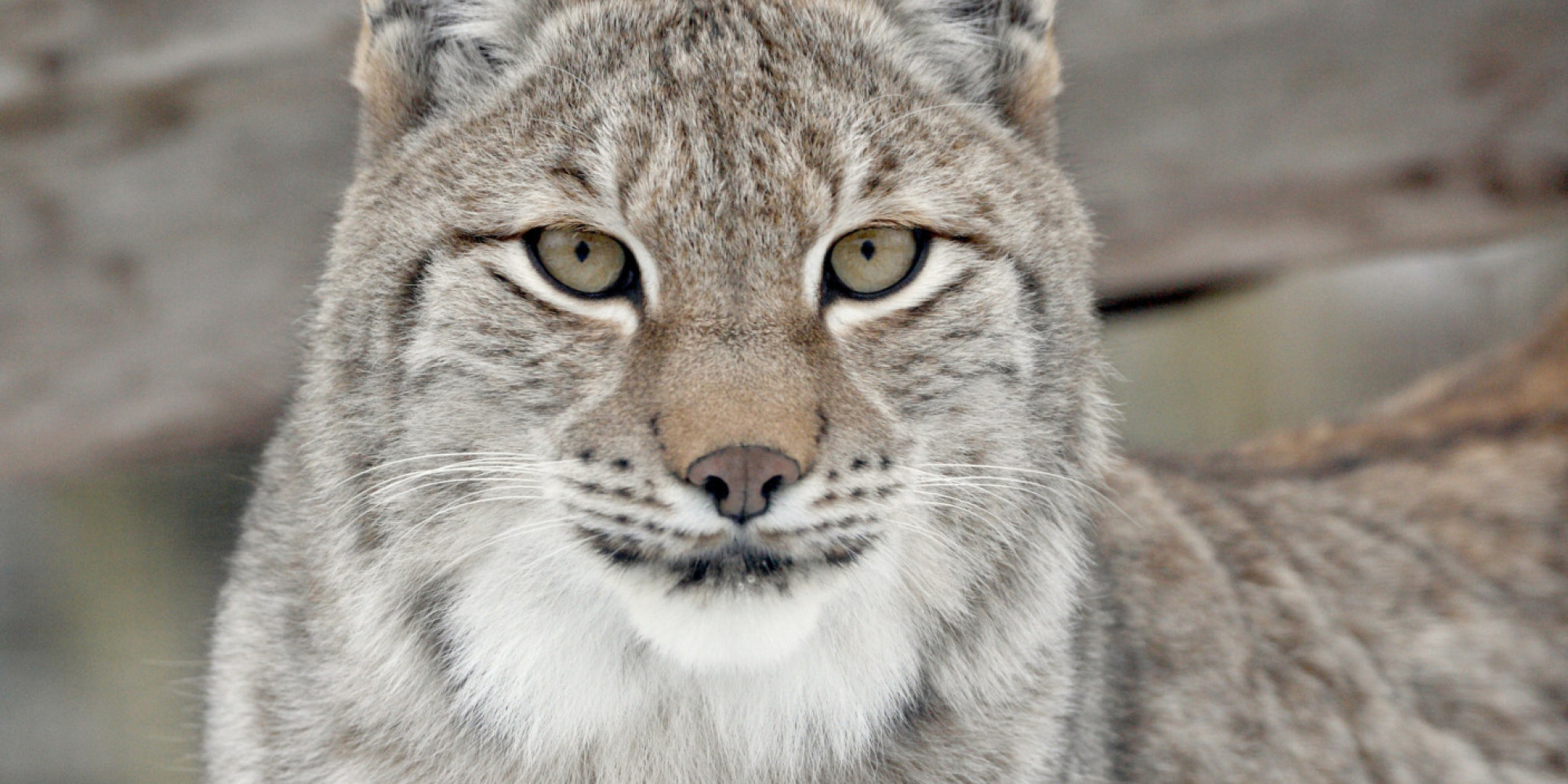 Wild Lynx Returning To Britain 'Is Typical Of Immigration Policy Gone