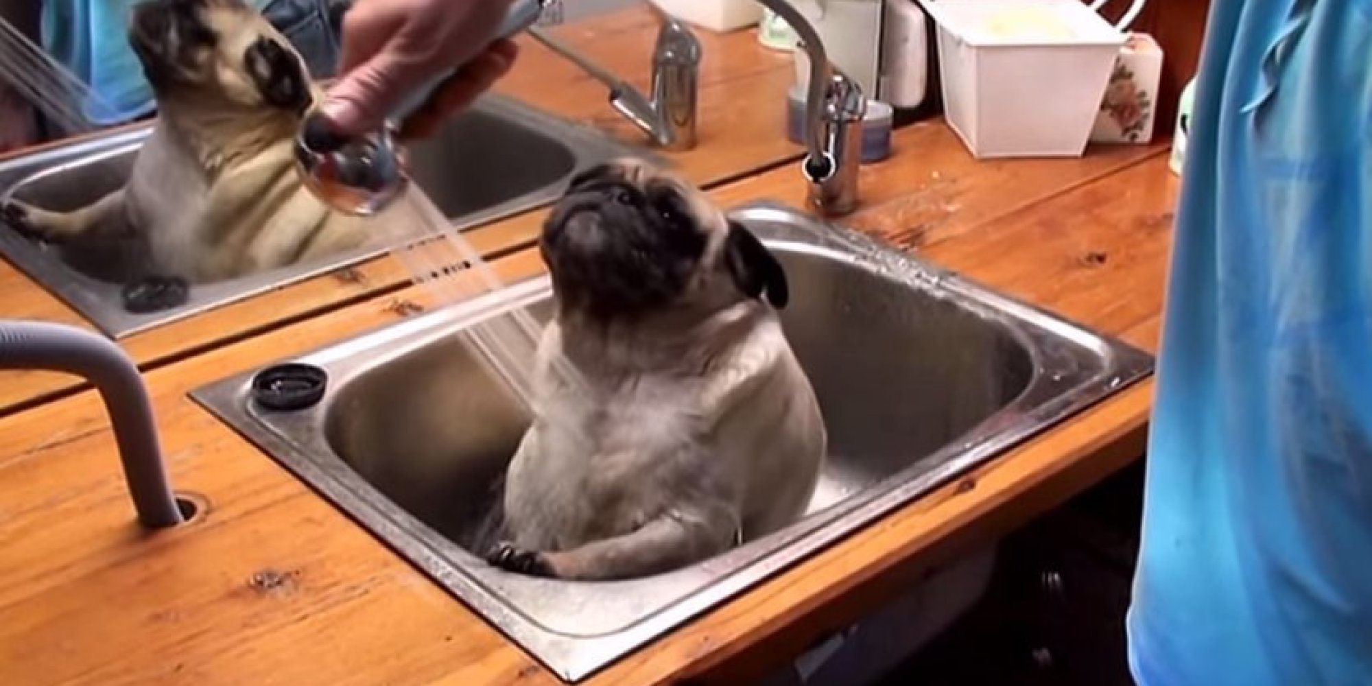 Barry The Pug Bathes In The Sink, Could Not Be Happier About It HuffPost