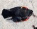 Dead Birds & Fish Normal?