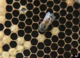 Honey Laundering Conspiracy Is Largest Food Fraud In U.S. History