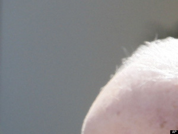 Bush Mccain