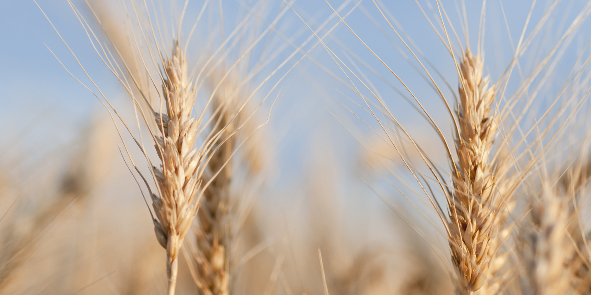 What's So Bad About Wheat HuffPost