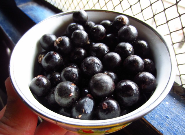 acai berry