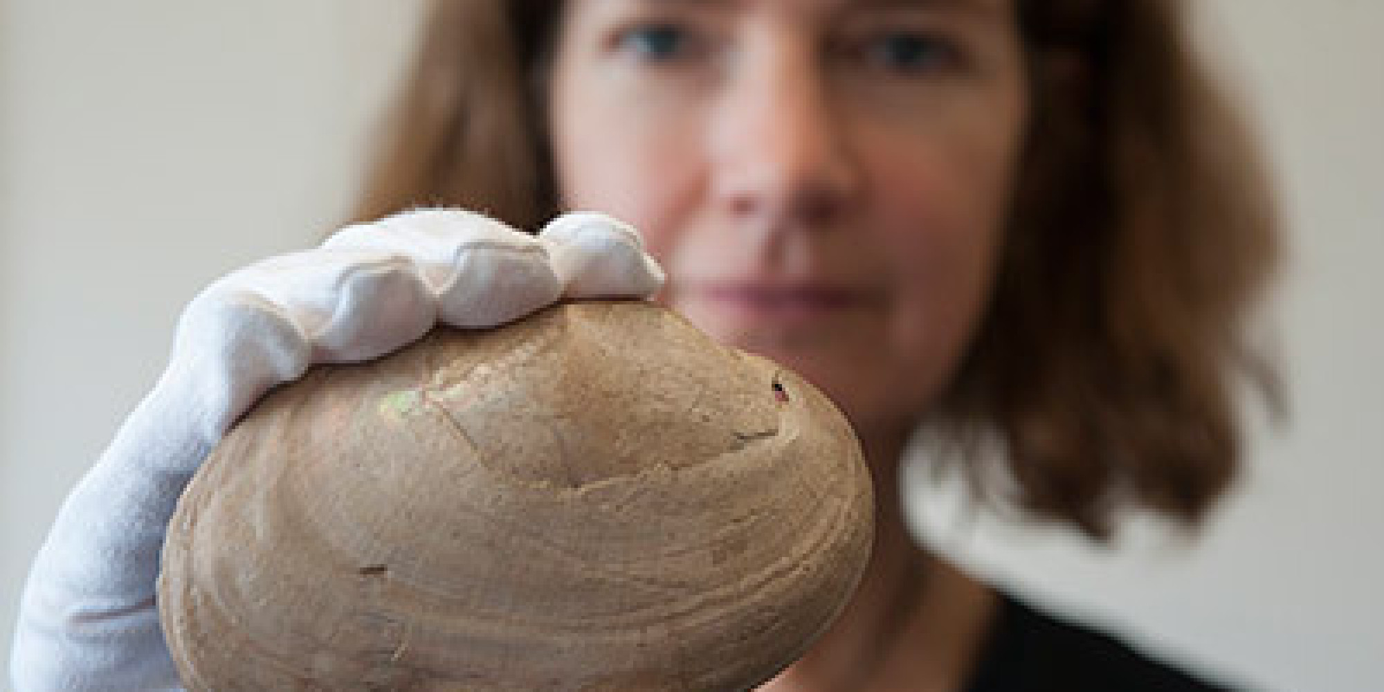 zigzag-etched-on-ancient-shell-may-be-world-s-oldest-art-huffpost