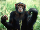 Court: Chimps Don't Have The Same Rights As Humans