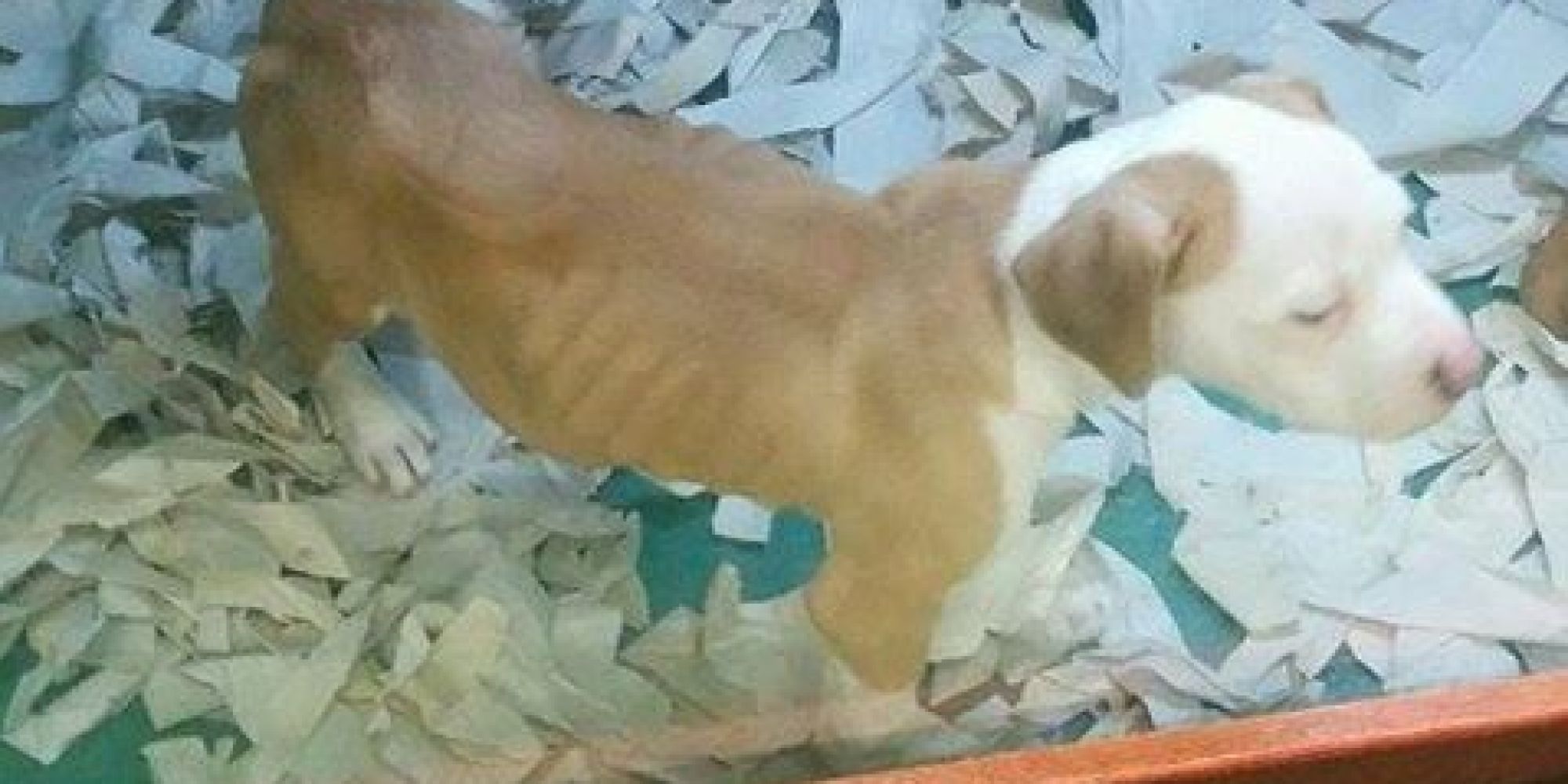 Skinny Puppy Spotted In Edmonton Pet Store, Investigation Underway