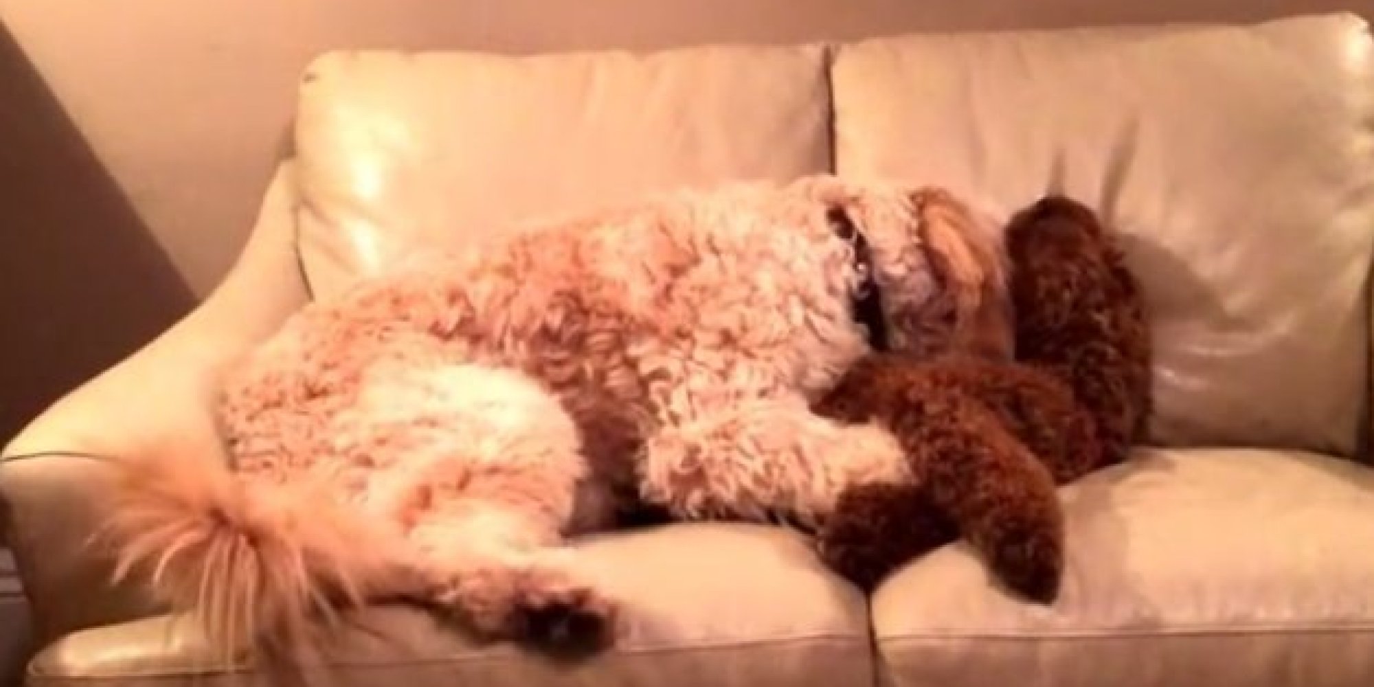 Dog Chases Away Her Friend's Bad Dream With A Good Ol' Snuggle Sesh