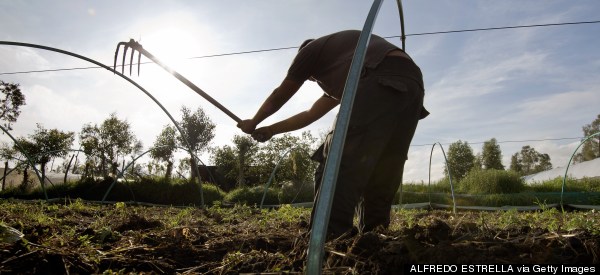 Hardship On Mexico's Farms, A Bounty For U.S. Tables