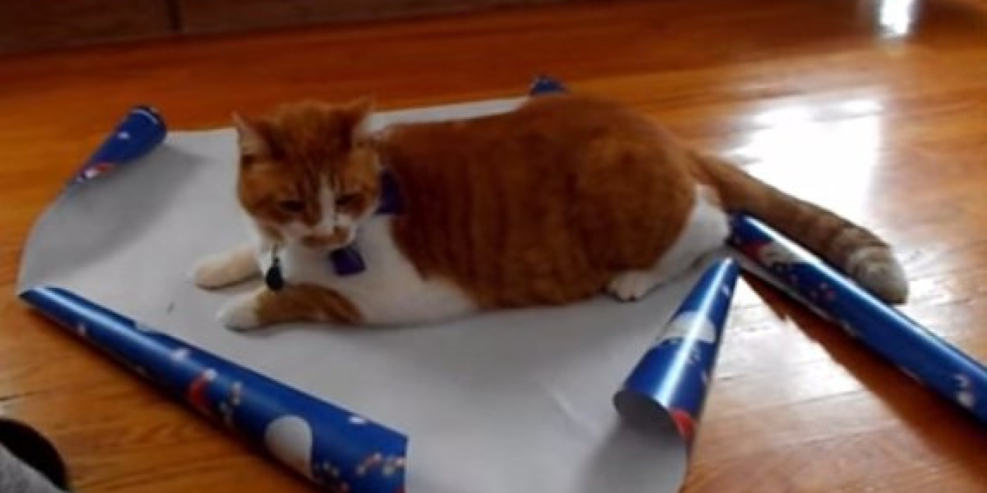 How To Gift Wrap Your Cat This Christmas HuffPost UK