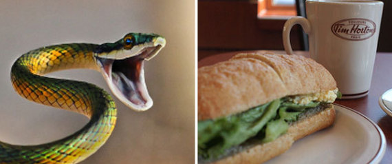 TIM HORTONS SANDWICH