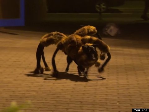 Lo sentimos, gatos: Los perros se apoderaron de YouTube en 2014