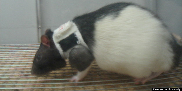 Sexy 'Lingerie' Isn't Just For Humans