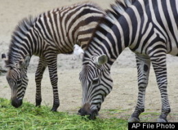 Hearst Family Zebras Shot To Death By Angry Neighbors