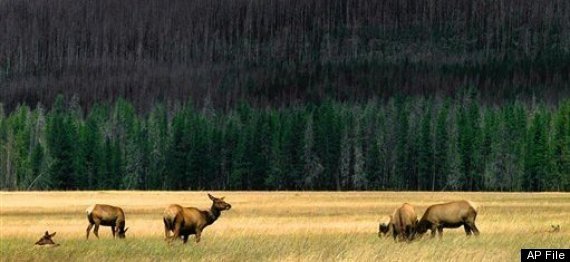 Elk
