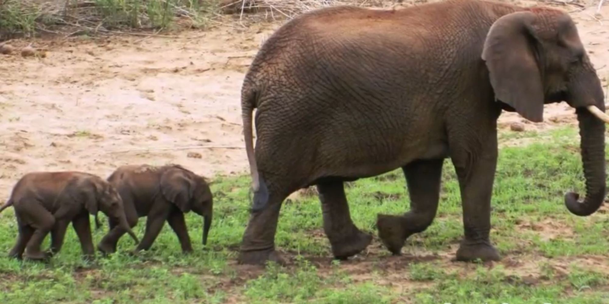 Rare Baby Elephant Twins Are A Delight To Watch