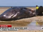 7 Sperm Whales Die In Rare, 'Horrific' Mass Beaching