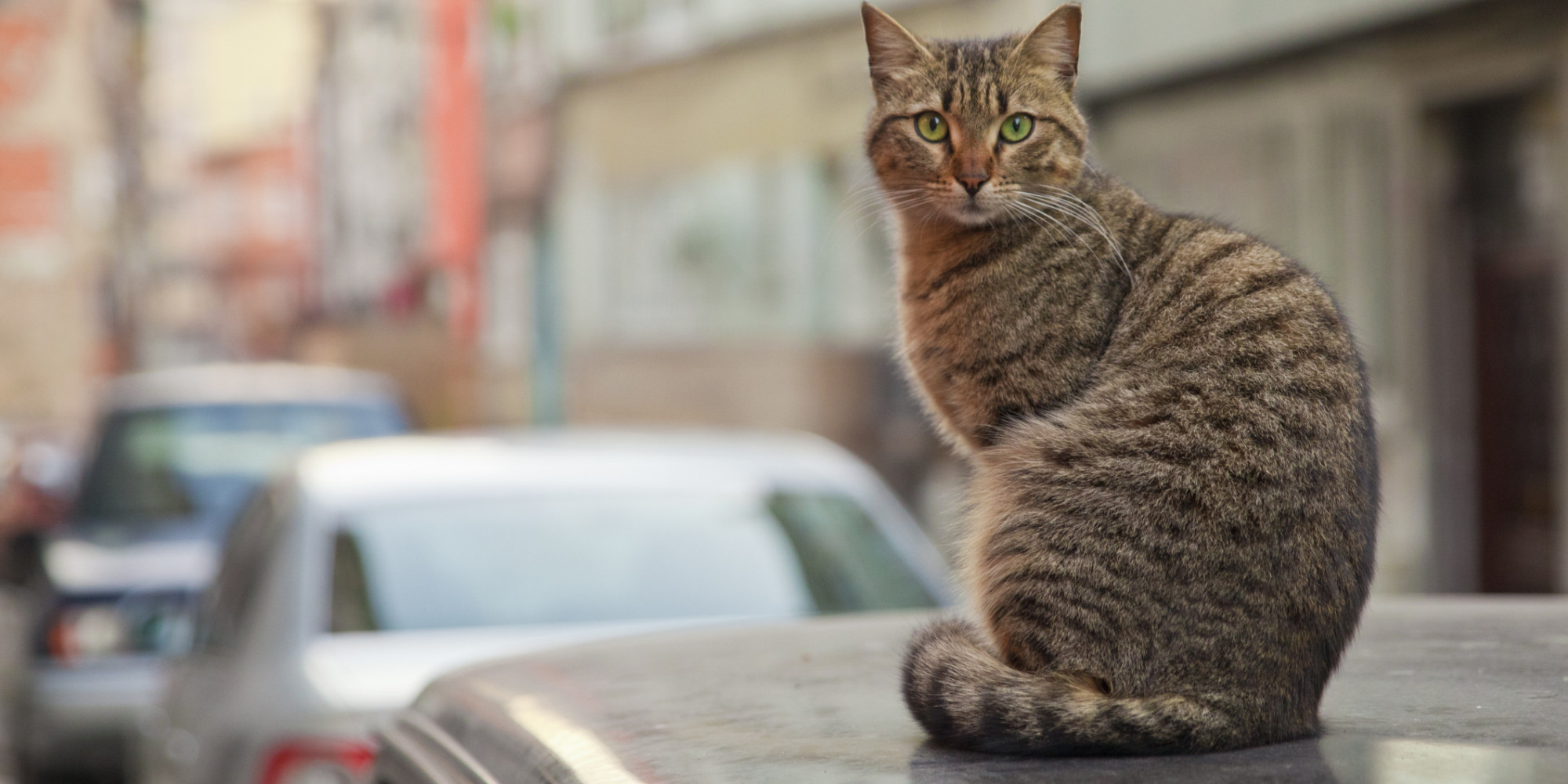 The Ultimate "City of Cats" (PHOTOS) Kevin Richberg