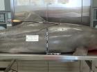 Dolphin Shot With Arrow Washes Up Dead On Beach