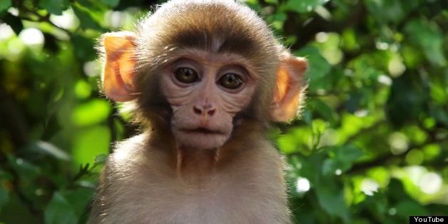 The Holy Monkeys Of Nepal's 'Monkey Temple' Captured In Stunning Video
