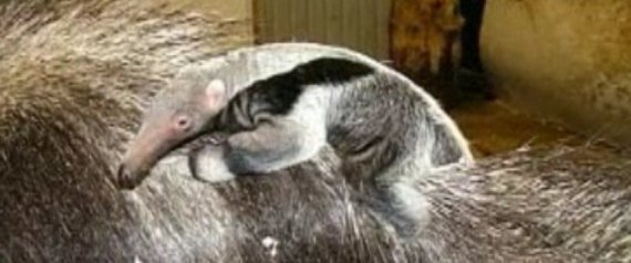 Anteater