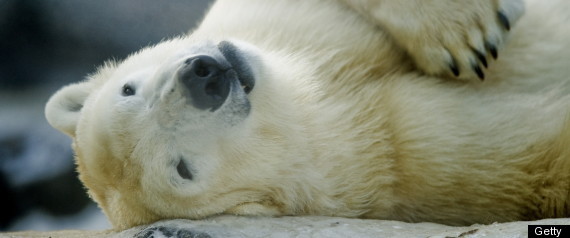 Polar Bear